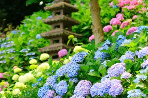 Hasedera - Touch of Japan