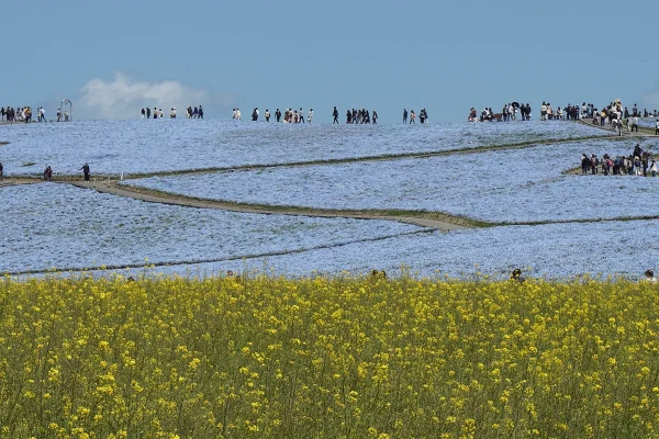 Hitachi Seaside Park