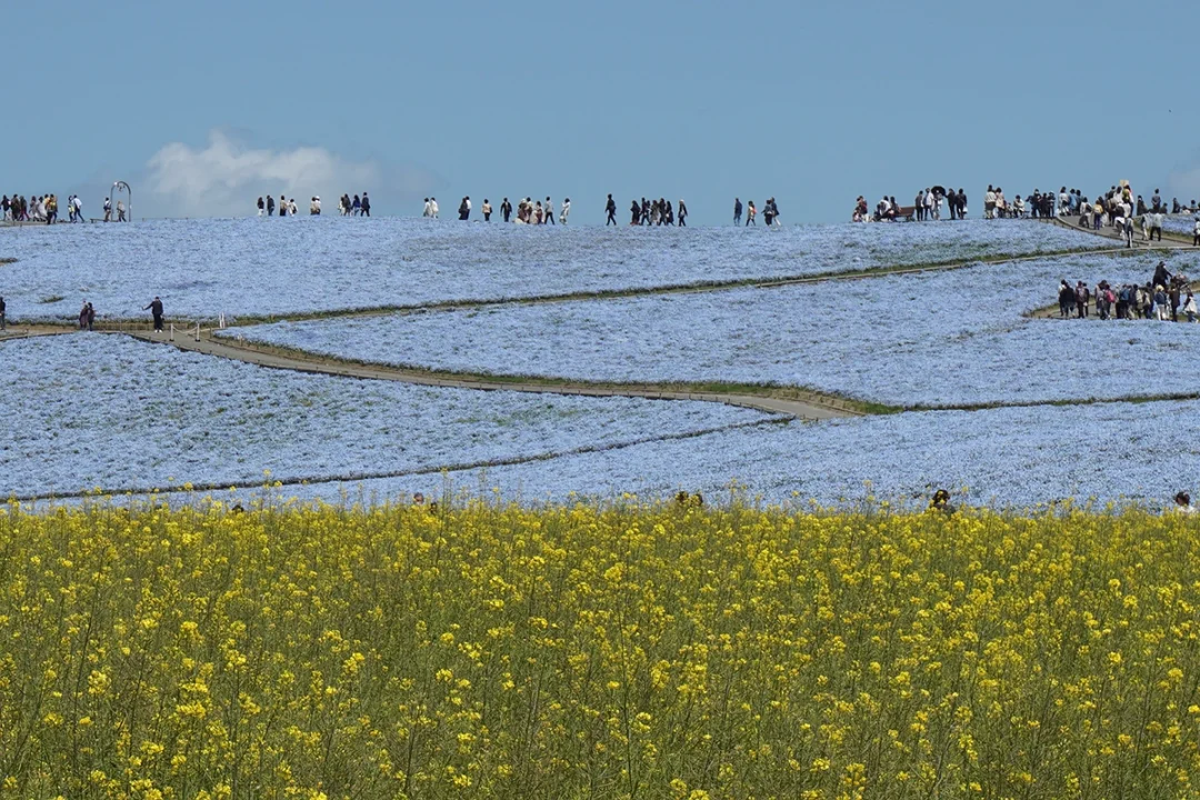 Hitachi Seaside Park